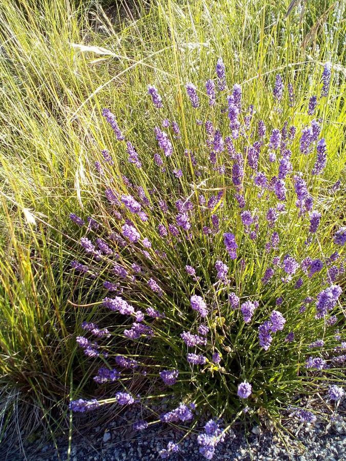 Gite La Fleur D'Olivier Nyons Exterior foto
